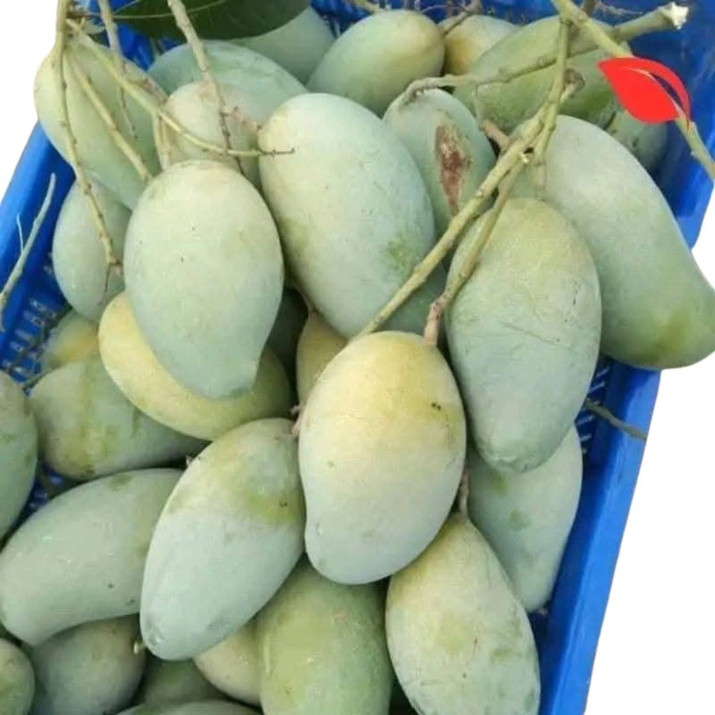আম্রপালি-আম (10 KG)
